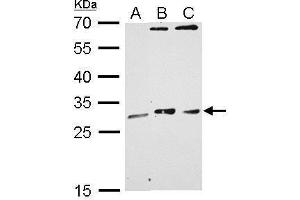 WB Image MAF1 antibody detects MAF1 protein by Western blot analysis. (MAF1 抗体  (Center))