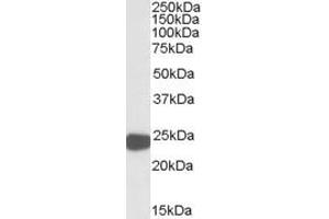 ABIN308466 (0. (Peroxiredoxin 1 抗体  (Internal Region))