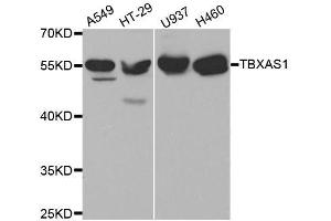 Western blot analysis of extracts of various cell lines, using TBXAS1 antibody. (TBXAS1 抗体  (AA 355-534))