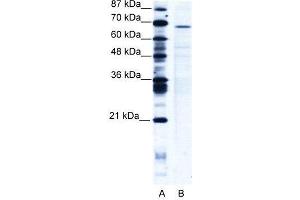Western Blotting (WB) image for anti-PC4 and SFRS1 Interacting Protein 1 (PSIP1) (Middle Region) antibody (ABIN2775929)