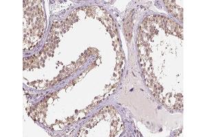 ABIN6266906 at 1/100 staining human testis tissue sections by IHC-P. (HSPH1 抗体  (C-Term))