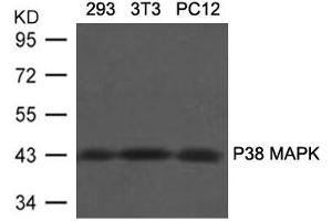 Western blot analysis of extracts from 293, 3T3 and PC12 cells using P38 MAPK(Ab-180/182) Antibody.