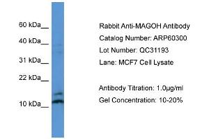 WB Suggested Anti-MAGOH  Antibody Titration: 0. (MAGOH 抗体  (N-Term))