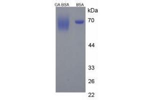 Image no. 2 for Gibberellic Acid (GA) protein (BSA) (ABIN1880280) (Gibberellic Acid Protein (GA) (BSA))