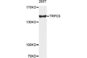 Western blot analysis of extracts of 293T cells, using TRPC5 antibody. (TRPC5 抗体)