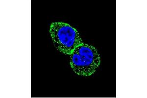 Immunofluorescence (IF) image for anti-Isocitrate Dehydrogenase 1 (NADP+), Soluble (IDH1) (AA 63-90), (N-Term) antibody (ABIN391659)