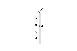Anti-UGT2B4 Antibody (C-term)at 1:2000 dilution + human liver lysates Lysates/proteins at 20 μg per lane. (UGT2B4 抗体  (C-Term))