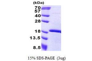 Mesenchyme Homeobox 2 (MEOX2) (AA 188-304) protein (His tag)