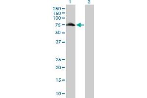 Western Blot analysis of GYG2 expression in transfected 293T cell line by GYG2 MaxPab polyclonal antibody. (Glycogenin 2 抗体  (AA 1-470))