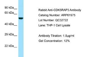 Western Blotting (WB) image for anti-CDK5 Regulatory Subunit Associated Protein 3 (CDK5RAP3) (N-Term) antibody (ABIN970373) (CDK5RAP3 抗体  (N-Term))
