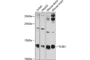 Western blot analysis of extracts of various cell lines, using TCEB1 antibody (ABIN6131624, ABIN6148930, ABIN6148932 and ABIN6219151) at 1:1000 dilution. (TCEB1 抗体  (AA 1-112))