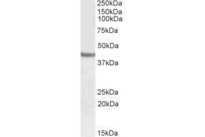 Western Blotting (WB) image for anti-SRY (Sex Determining Region Y)-Box 3 (SOX3) (C-Term) antibody (ABIN2464674) (SOX3 抗体  (C-Term))