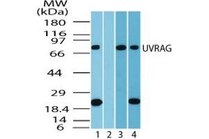 Image no. 1 for anti-UV Radiation Resistance Associated Gene (UVRAG) (AA 375-425) antibody (ABIN960401) (UVRAG 抗体  (AA 375-425))