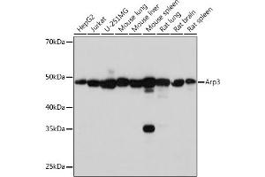 Western blot analysis of extracts of various cell lines, using Arp3 Rabbit mAb (ABIN7265676) at 1:1000 dilution. (ACTR3 抗体)