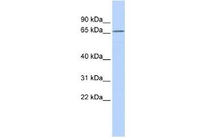 WB Suggested Anti-KCNG1 Antibody Titration:  0. (KCNG1 抗体  (N-Term))