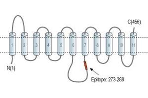 Solute Carrier Family 29 (Nucleoside Transporters), Member 2 (SLC29A2) peptide