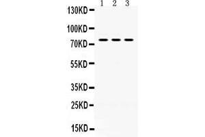 Anti- PAK5 Picoband antibody, Western blottingAll lanes: Anti PAK5  at 0. (PAK7 抗体  (N-Term))