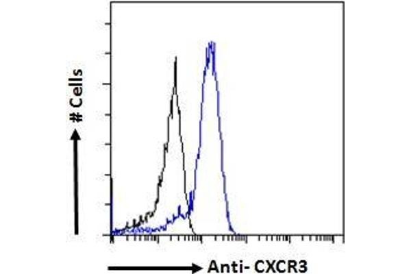 CXCR3 抗体  (C-Term)