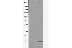 Western blot analysis of extracts of HeLa, using H3K14me1 antibody. (Histone 3 抗体  (H3K14me))