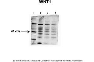Sample Type: 1. (WNT1 抗体  (Middle Region))