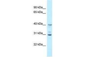 Image no. 1 for anti-2'-5' Oligoadenylate Synthetase 1G (OAS1G) (AA 60-109) antibody (ABIN6747816) (OAS1G 抗体  (AA 60-109))