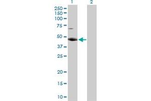 Western Blot analysis of RBMS2 expression in transfected 293T cell line by RBMS2 MaxPab rabbit polyclonal antibody. (RBMS2 抗体  (AA 1-407))