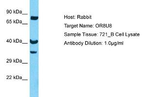 Host: Rabbit Target Name: OR8U8 Sample Type: 721_B Whole Cell lysates Antibody Dilution: 1. (Olfactory Receptor, Family 8, Subfamily U, Member 8 (OR8U8) (C-Term) 抗体)