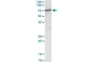 WHSC2 MaxPab polyclonal antibody. (WHSC2 抗体  (AA 1-528))