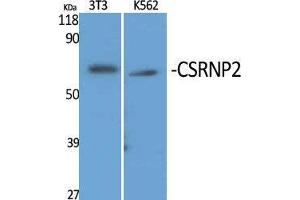 Western Blot (WB) analysis of specific cells using CSRNP2 Polyclonal Antibody. (CSRNP2 抗体  (Internal Region))