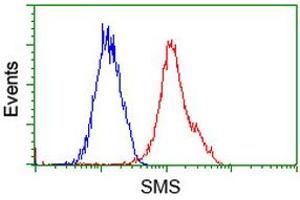 Flow Cytometry (FACS) image for anti-Spermine Synthase, SMS (SMS) antibody (ABIN1501097) (SMS 抗体)