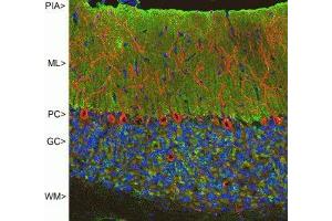 Immunofluorescence of rat cerebellum showing strong synaptic staining of VSNL1 (green) in the molecular layer (ML) and MAP2 ( ABIN361345) in red. (VSNL1 抗体)