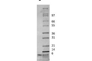 SDS-PAGE of Rat Insulin-like Growth Factor I Recombinant Protein SDS-PAGE of Rat Insulin-like Growth Factor I Recombinant Protein. (IGF1 蛋白)