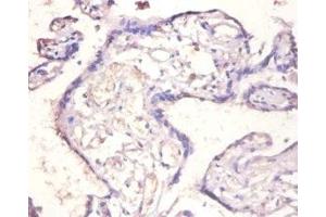 Immunohistochemistry of paraffin-embedded human placenta tissue using ABIN7156834 at dilution of 1:100 (IL18BP 抗体  (AA 31-183))