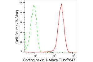 Flow cytometric analysis of Sorting nexin 1 expression in HepG2 cells using Sorting nexin 1 antibody (ABIN7800408), 1:2,000).