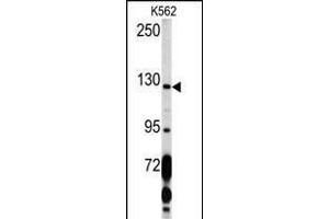 Western blot analysis of PDGFRA Antibody (C-term ) (ABIN392022 and ABIN2841798) in K562 cell line lysates (35 μg/lane). (PDGFRA 抗体  (C-Term))