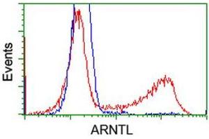 HEK293T cells transfected with either RC207870 overexpress plasmid (Red) or empty vector control plasmid (Blue) were immunostained by anti-ARNTL antibody (ABIN2452787), and then analyzed by flow cytometry. (ARNTL 抗体)