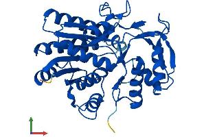 Protein Structure (PS) image for UDP-Galactose-4-Epimerase (GALE) (AA 1-348) protein (His tag) (ABIN7547950)