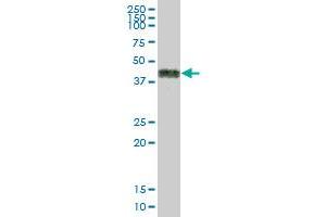 CD2 MaxPab polyclonal antibody. (CD2 抗体  (AA 1-351))