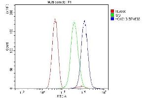 anti-Homeobox C13 (HOXC13) (AA 7-155) antibody