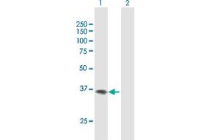 Western Blot analysis of F11R expression in transfected 293T cell line by F11R MaxPab polyclonal antibody. (F11R 抗体  (AA 1-299))
