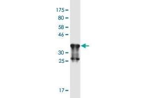 Western Blot detection against Immunogen (37. (CHRNA9 抗体  (AA 139-221))