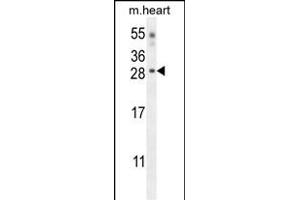 CLDN6 Antibody (Center) (ABIN654669 and ABIN2844365) western blot analysis in mouse heart tissue lysates (35 μg/lane). (Claudin 6 抗体  (AA 130-159))