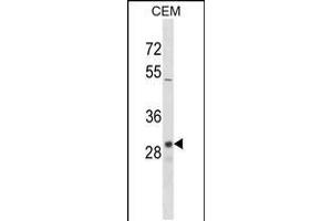 Western blot analysis in CEM cell line lysates (35ug/lane). (OR1D2 抗体  (C-Term))