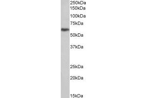 ABIN5539889 (1µg/ml) staining of U251 lysate (35µg protein in RIPA buffer). (PLAUR 抗体  (Internal Region))