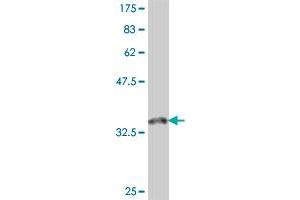 Western Blot detection against Immunogen (37. (TRIM6 抗体  (AA 282-381))