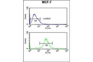 Flow Cytometric analysis of MCF-7 cells (bottom histogram) using RT25 Antibody (C-term) Cat. (MRPS25 抗体  (C-Term))