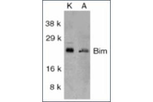 Image no. 1 for anti-BCL2-Like 11 (Apoptosis Facilitator) (BCL2L11) antibody (ABIN264852) (BIM 抗体)