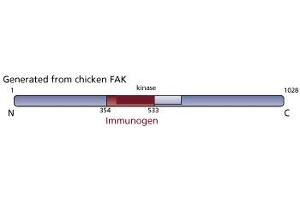 Image no. 3 for anti-PTK2 Protein tyrosine Kinase 2 (PTK2) (AA 354-533) antibody (ABIN967737) (FAK 抗体  (AA 354-533))