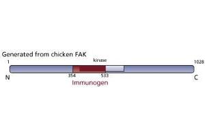 Image no. 3 for anti-PTK2 Protein tyrosine Kinase 2 (PTK2) (AA 354-533) antibody (ABIN967737)