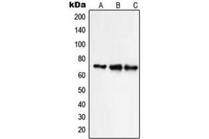 Western Blotting (WB) image for anti-Solute Carrier Family 9, Subfamily A (NHE9, Cation Proton Antiporter 9), Member 9 (SLC9A9) (Center) antibody (ABIN7298626)